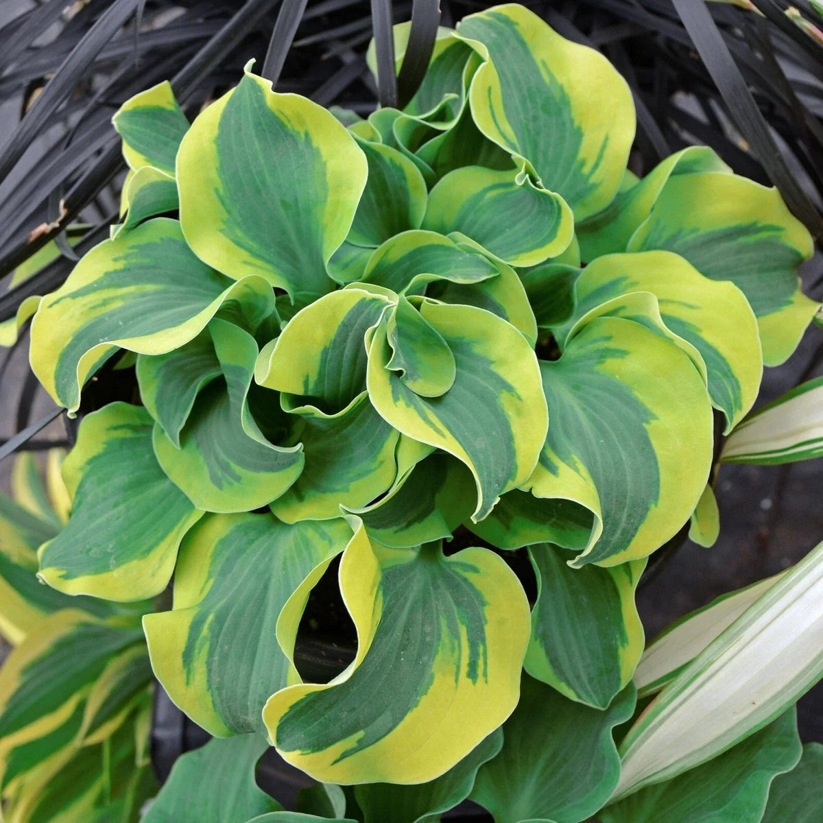 Hosta School Mouse Miniature Perennial Plant in 5.25" Pot - Shade Loving, Well-Rooted
