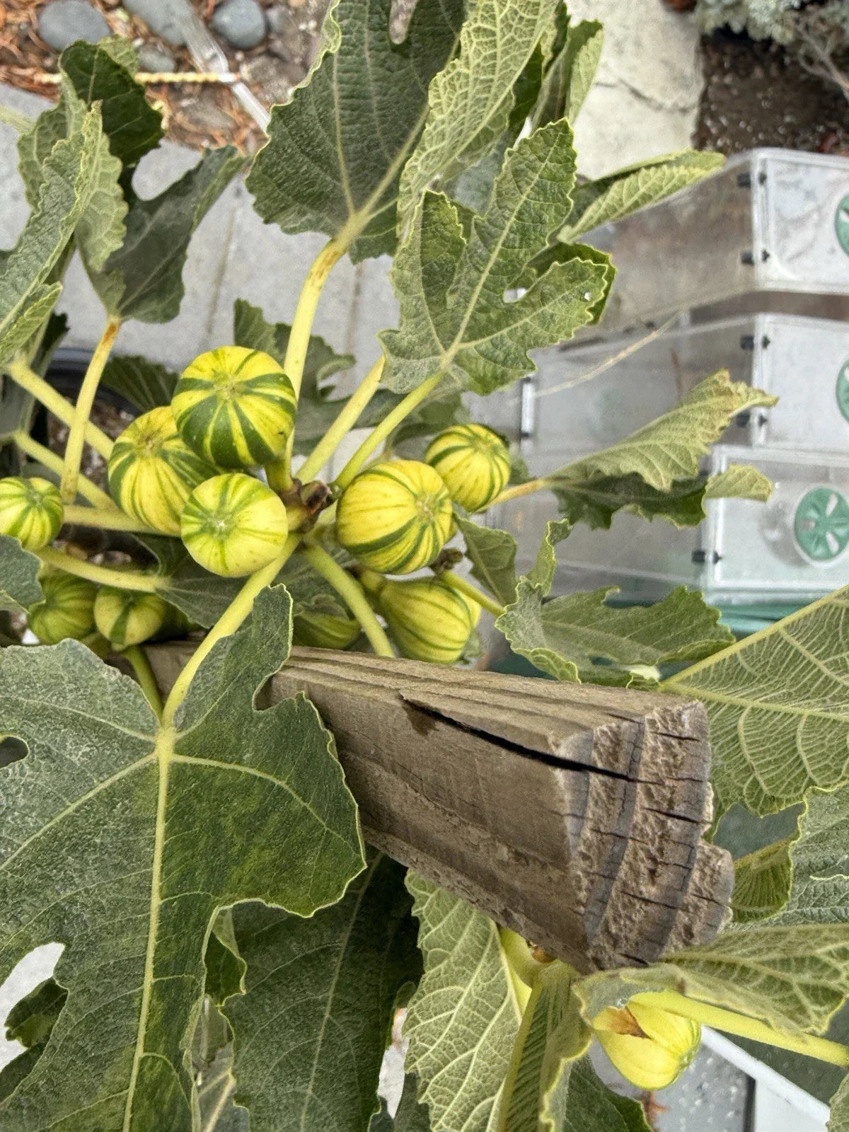 Panache Fig Live Plant - 5 Gallon Fruit Bearing Ficus carica 'Panache'