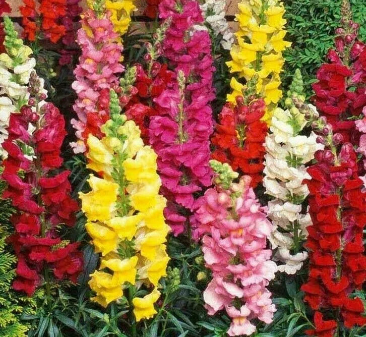 Snapdragon Flower Seeds - 5000+ Tall Mixed Colors - Antirrhinum majus