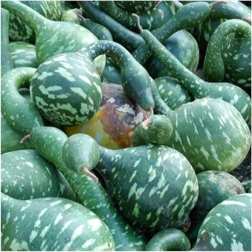 Speckled Swan Gourd Seeds 5 Ct Bottle - Non-GMO, USA Seller, Lagenaria siceraria