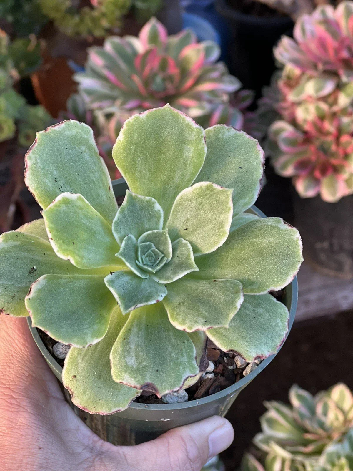 Aeonium Orion Succulent Plant - 4 Inch Pot, Drought Tolerant, Green and Burgundy Leaves