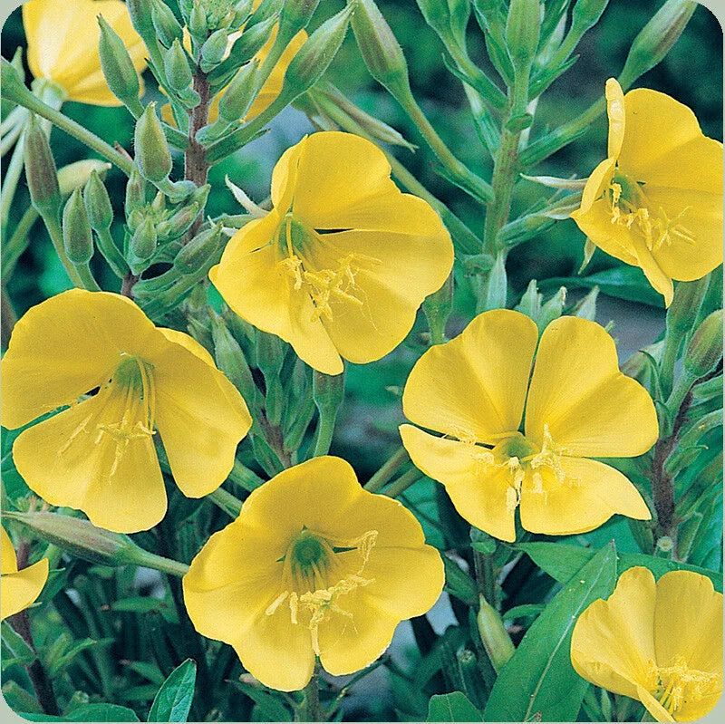 Evening Primrose Seeds 500+ Dwarf Yellow Perennial Flowers Oenothera biennis USA