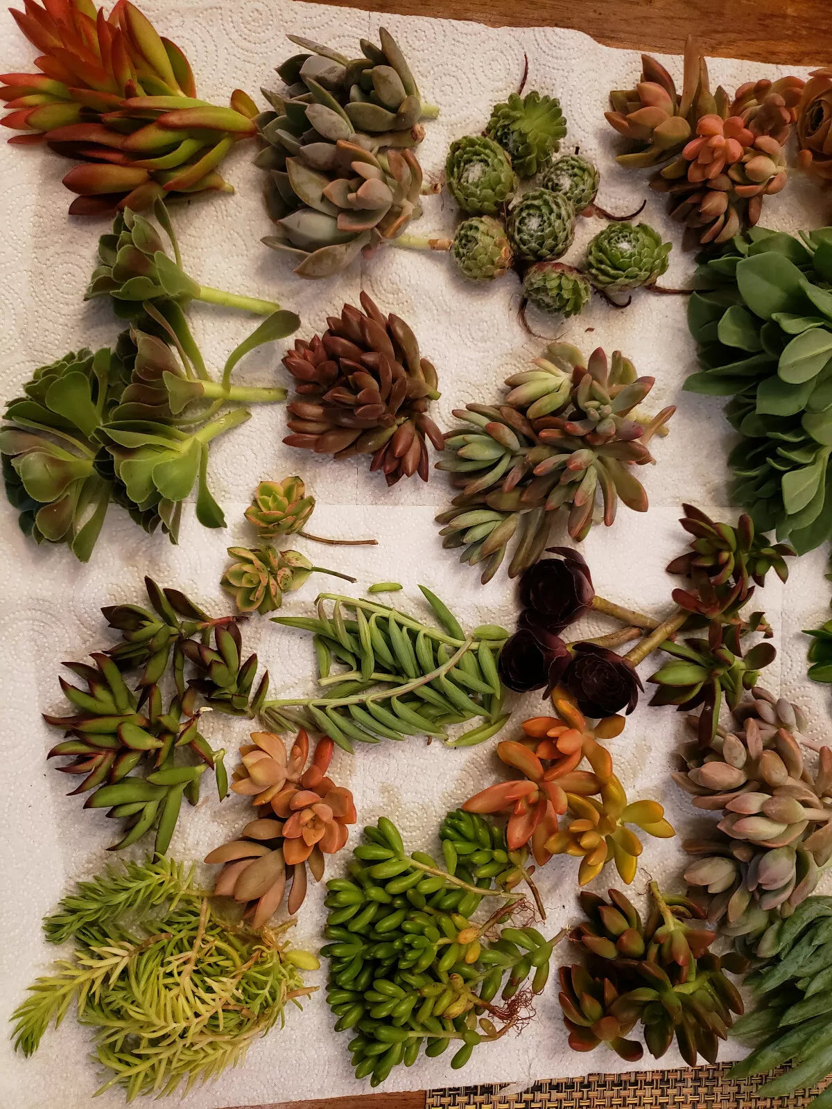 Premium Set of 60 X-Large Succulent Cuttings - 40 Varietals for Gardening & Decor