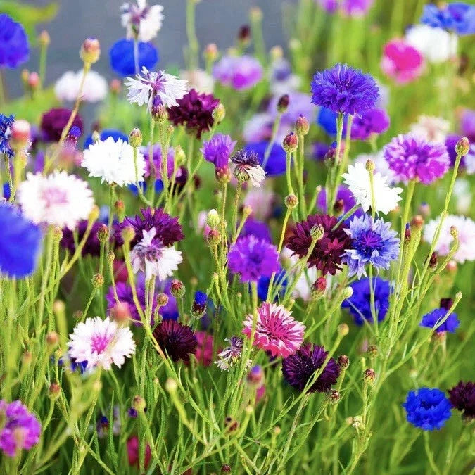 Cornflower Seeds 250+ Count Tall Mix | Bachelor Button Flowers | Vibrant Blue Pink White | Centaurea cyanus | USA Seller