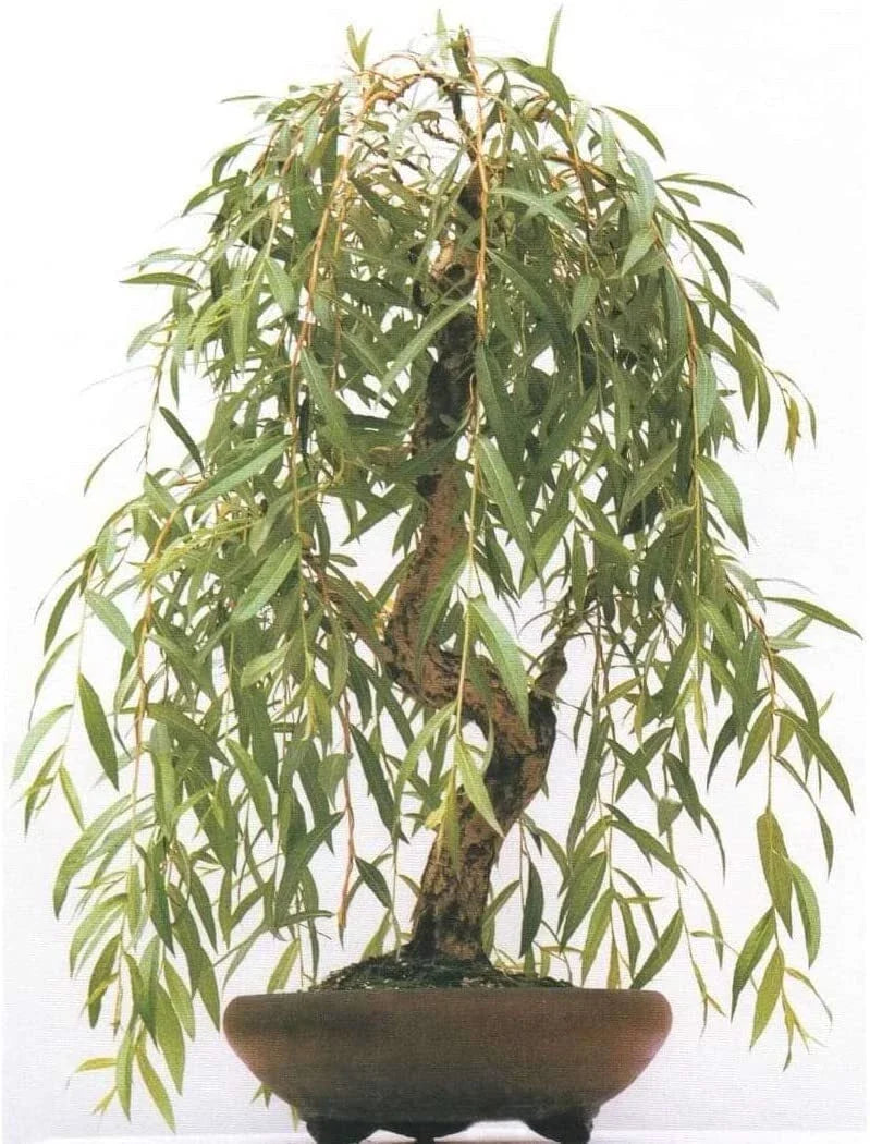 Weeping Willow Bonsai Tree Cutting - 4" Salix babylonica 'Anna' with Gold Bark & Green Foliage