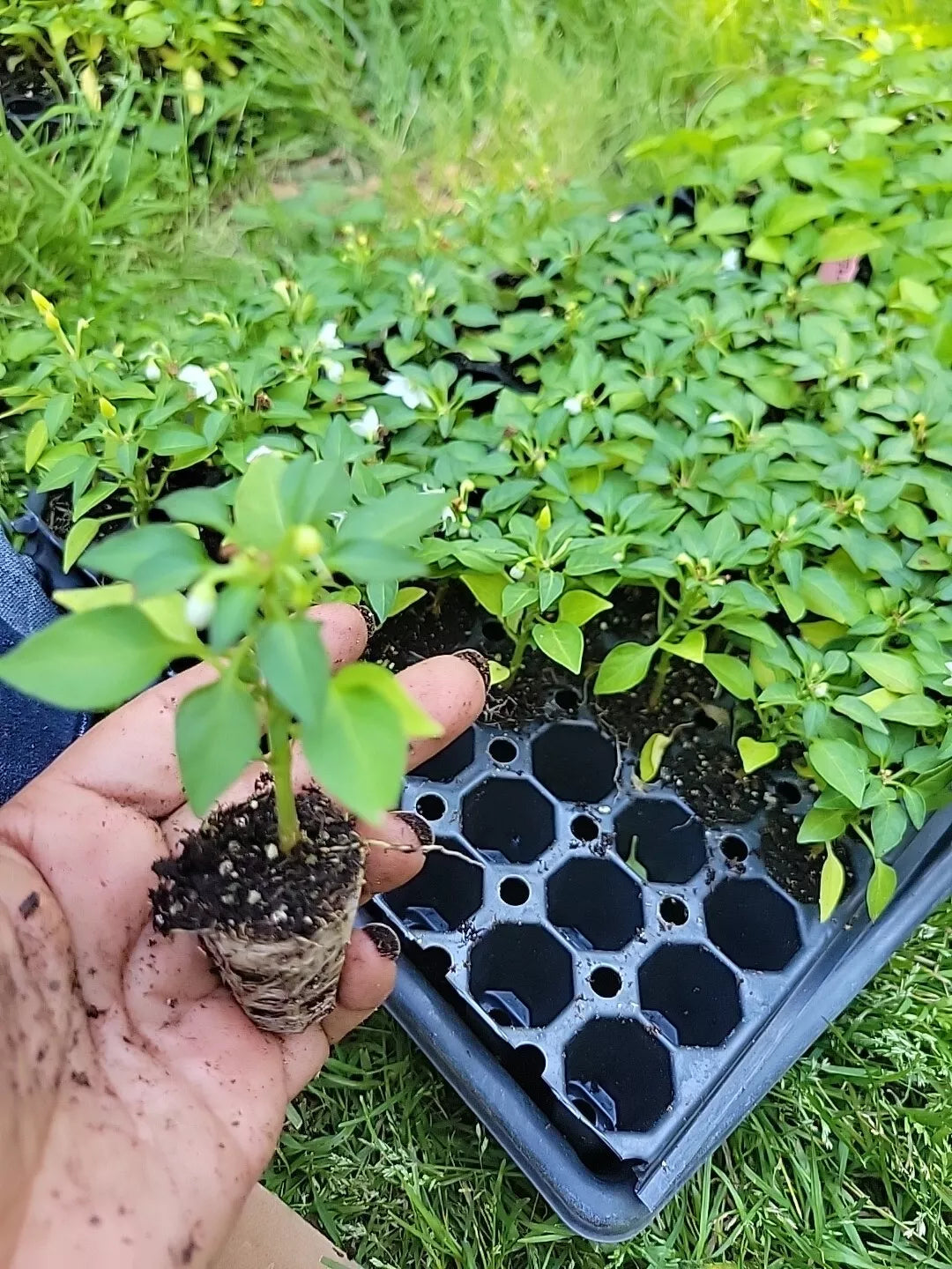 Fresh Ornamental Pepper Plant - Capsicum annuum - USA Grown Live Plant