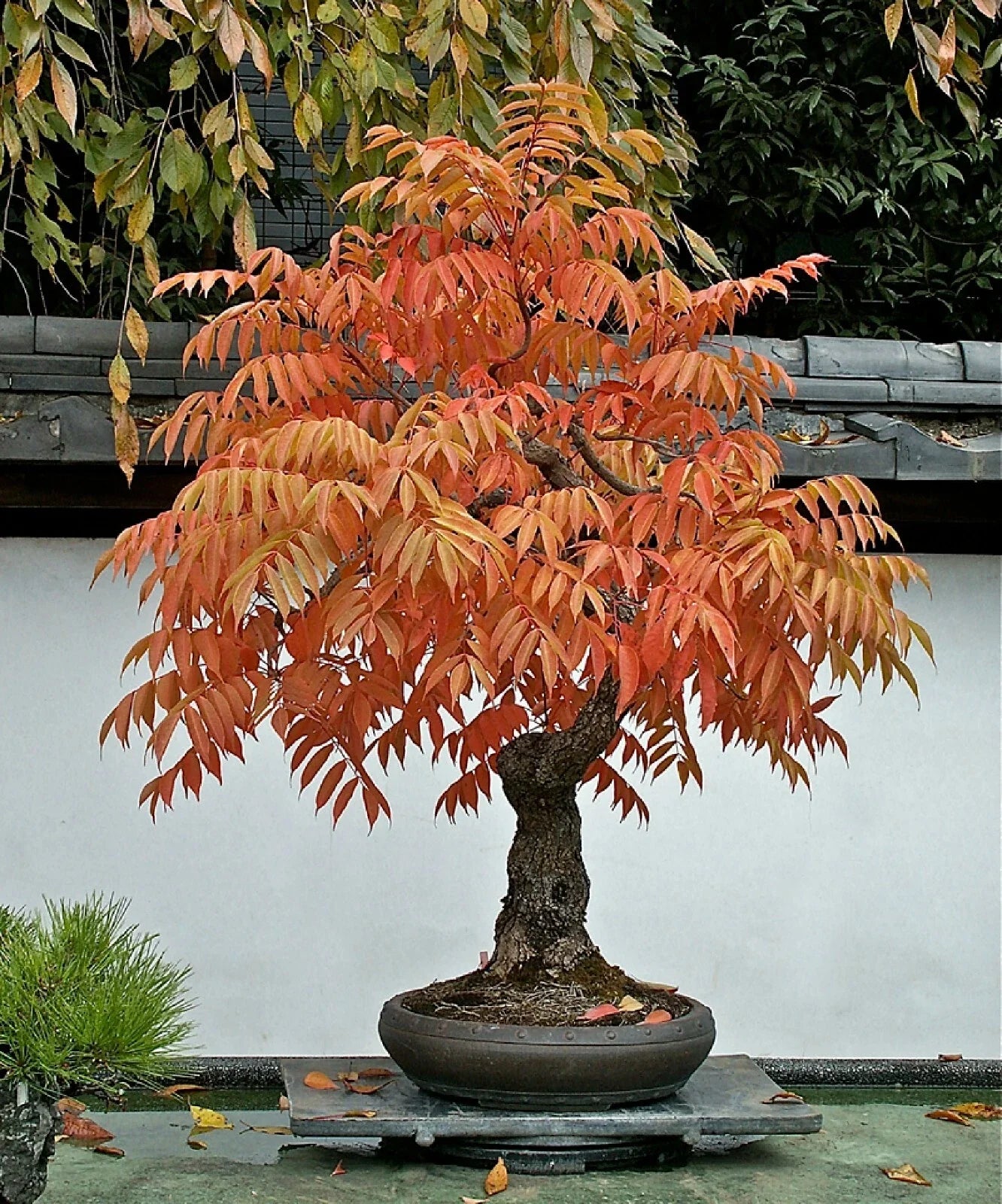 Dwarf Flameleaf Sumac Seeds - Vibrant Red Foliage - Rhus copallinum - Compact Ornamental Plant, 30+ Seeds