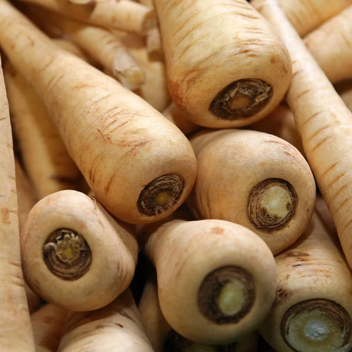 Hollow Crown Parsnip Seeds 100+ | Hybrid Pastinaca sativa for High Yield & Flavor | Vegetable Garden Seeds