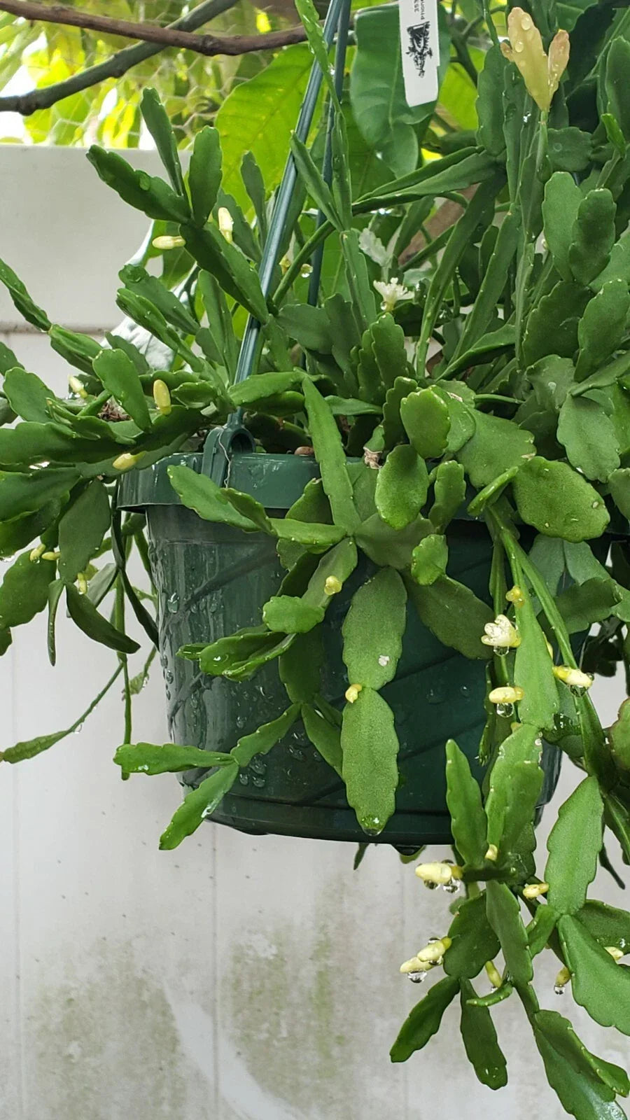 Rhipsalis aff. goebeleana Cuttings - 5 Pack Orchid Cactus with White Blooms, Easy Care Indoor Plant