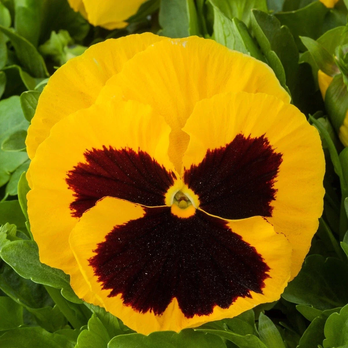 Pansy Seeds 50 Count Majestic Giant Yellow Blotch Viola tricolor Garden Flower Seeds