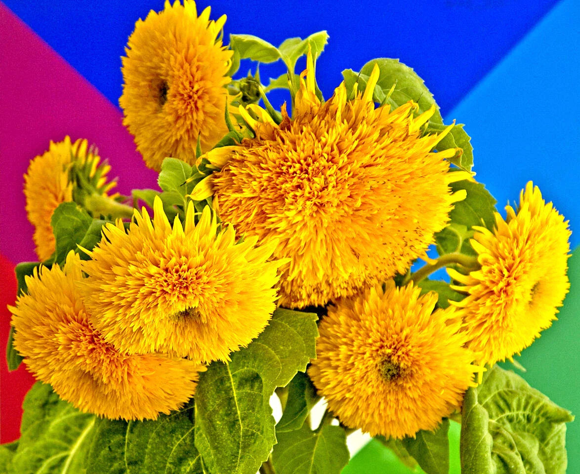 60 Sunflower Seeds Teddy Bear Yellow - Helianthus annuus Non-GMO Easy Grow