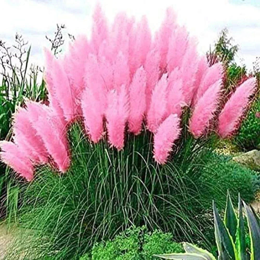Pink Pampas Grass Seeds - 100 Seeds for Ornamental Landscaping | Cortaderia selloana