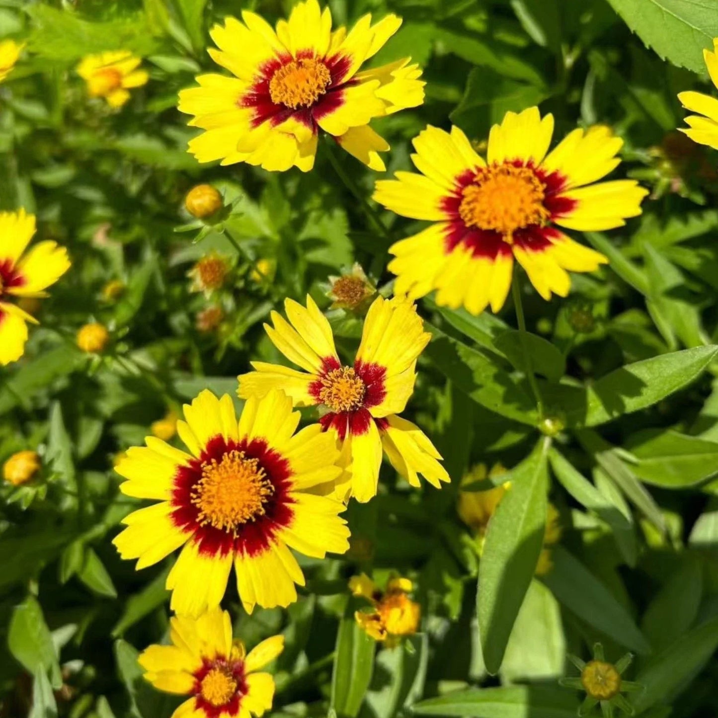 Coreopsis Seeds - Pack of 100 - Plains Coreopsis - Vibrant Summer Wildflowers for Pollinators - Coreopsis tinctoria