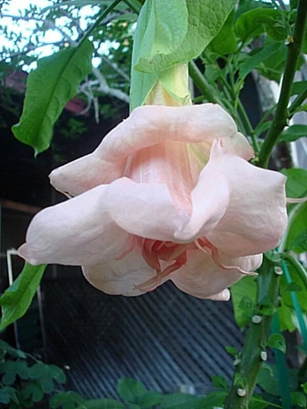 Baby Pink Angel Trumpet Seeds - Brugmansia Datura Flower Seeds for Garden & Containers