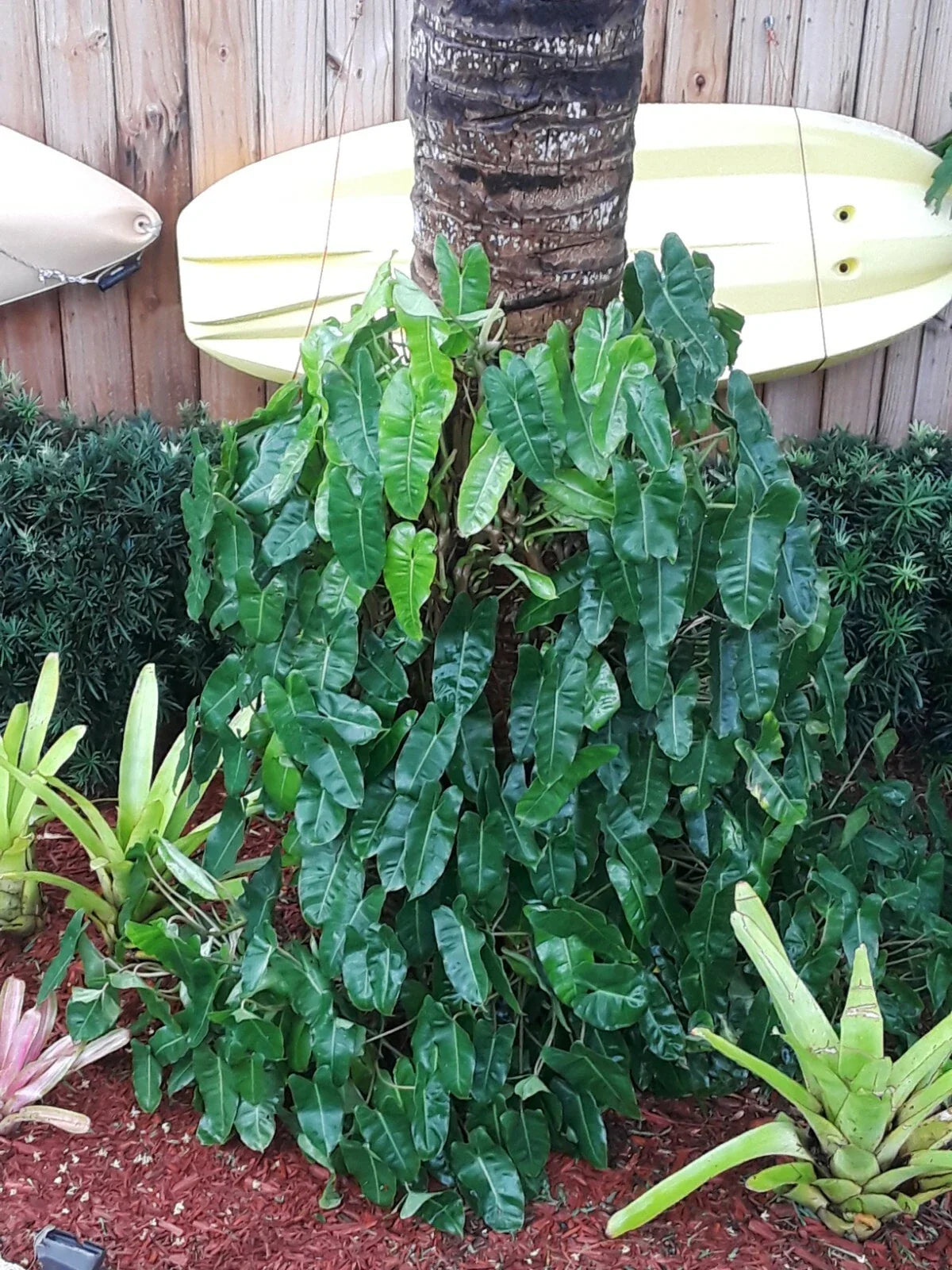 Philodendron Burle Marx Clipping – Tropical Indoor Plant – Fast-Growing Green Foliage – Philodendron 'Burle Marx'