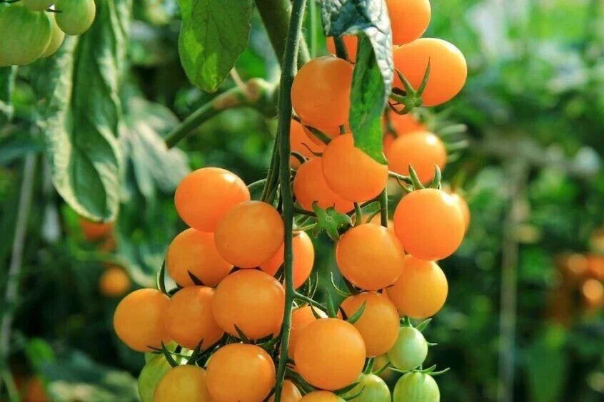 Gold Nugget Cherry Tomato Seeds - 30+ Organic Heirloom Supersweet Variety