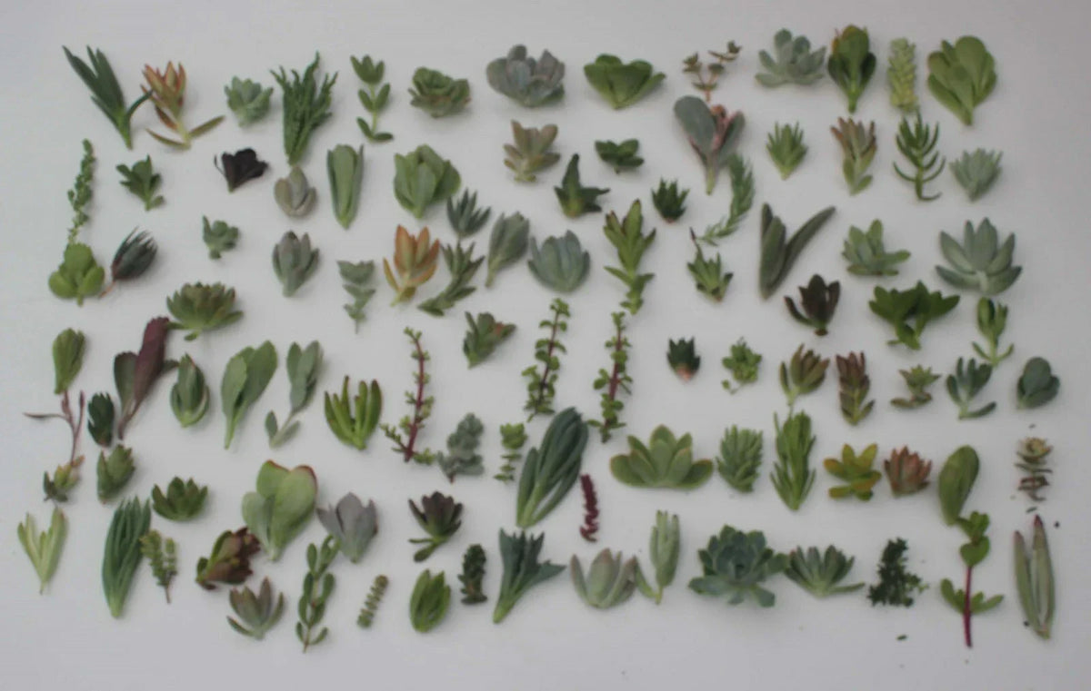 JIIMZ Unique Succulent Cuttings Collection - 30 Varieties for Indoor & Outdoor Gardening