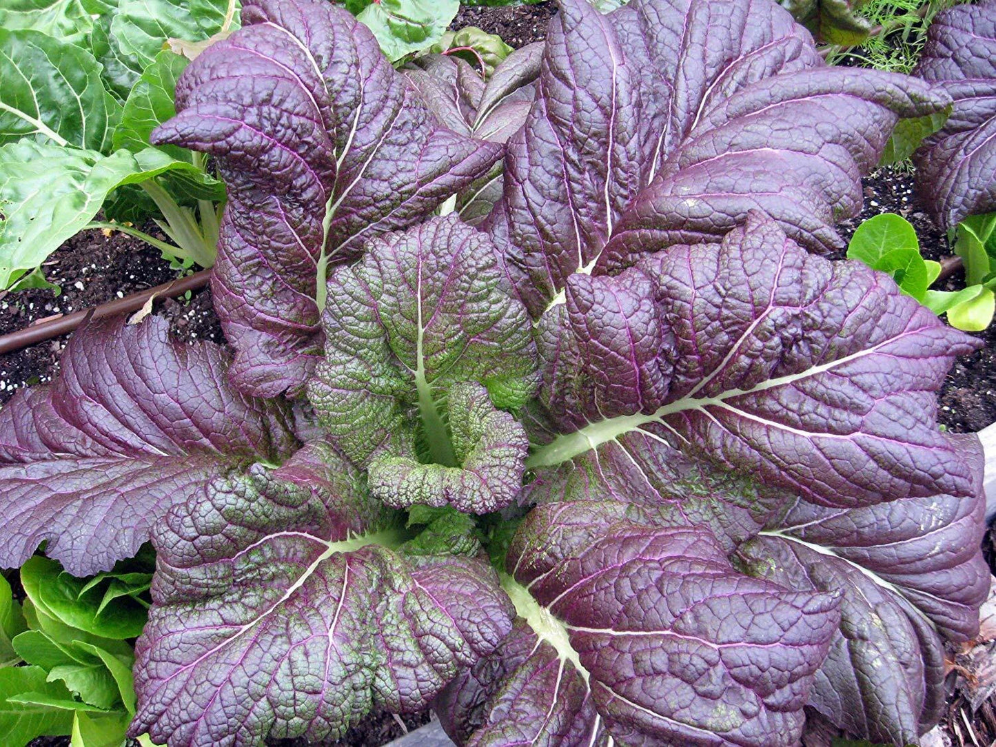 Red Giant Mustard Seeds NON-GMO Brassica juncea Heirloom 100g