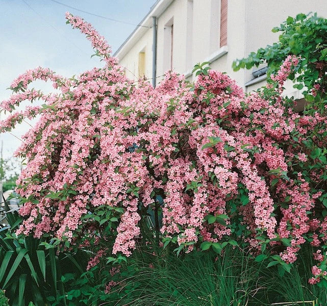 Weigela Rosea Live Plant, 12+ Inches, Variegated Weigela florida, Pink Blooms, Arching Shrub for Gardens and Landscapes