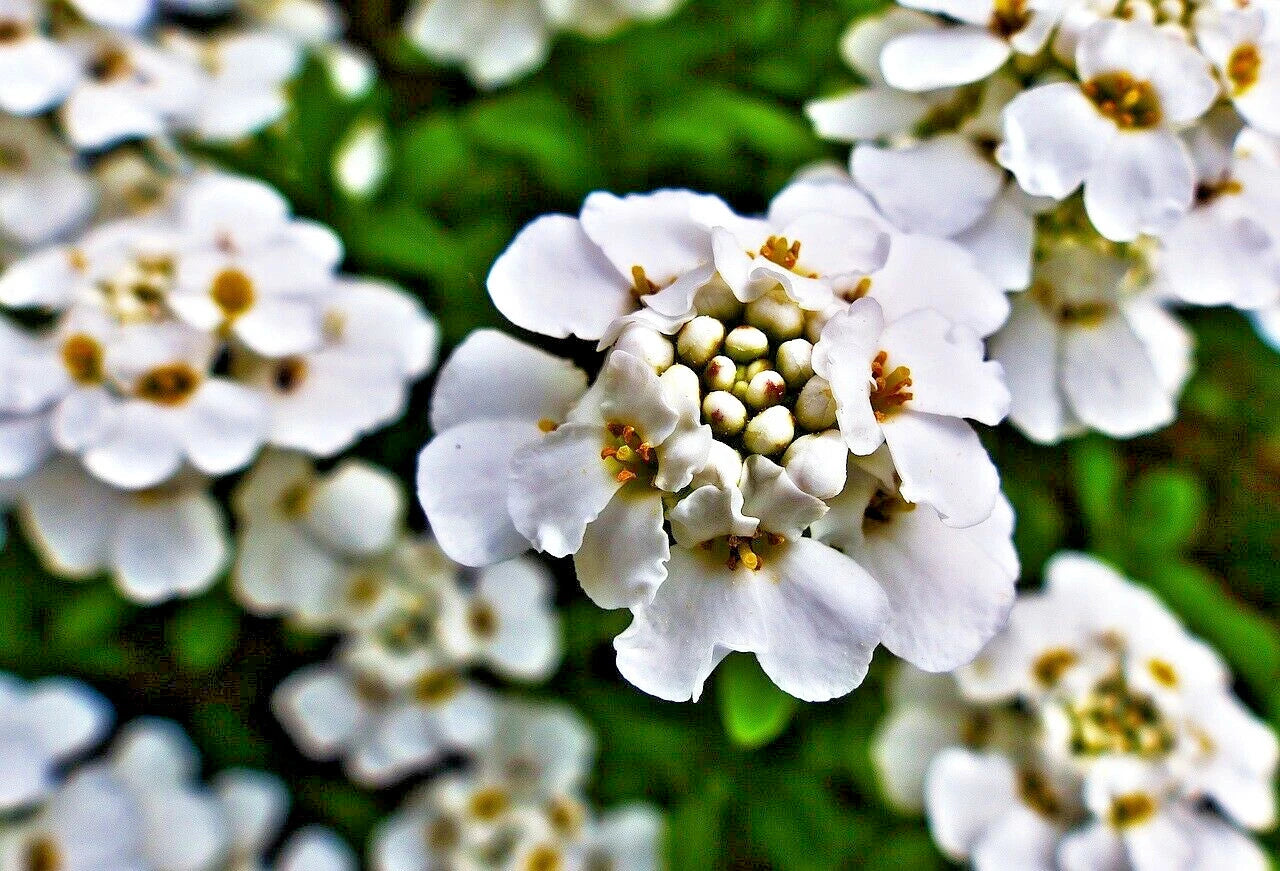 Empress White Candytuft Seeds - 250+ Iberis Amara Medicinal Rocket Flower Seeds