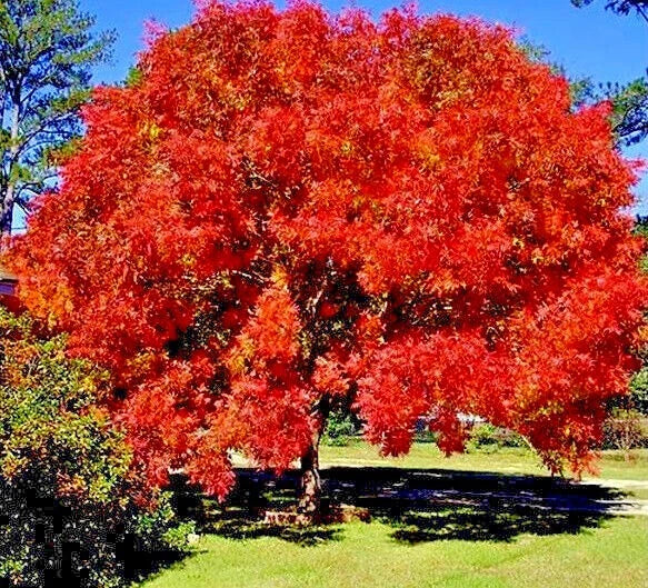 Chinese Pistachio Tree Seeds - 10 Pack, Hardy Bonsai Plant, Pistacia chinensis, Deciduous Tree for Landscaping & Indoor Gardening
