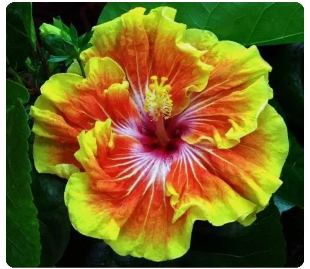 Small Rooted Starter Plant - Tahitian Sunset Splendor Hibiscus - Vibrant Orange and Yellow Flowers - Hibiscus rosa-sinensis