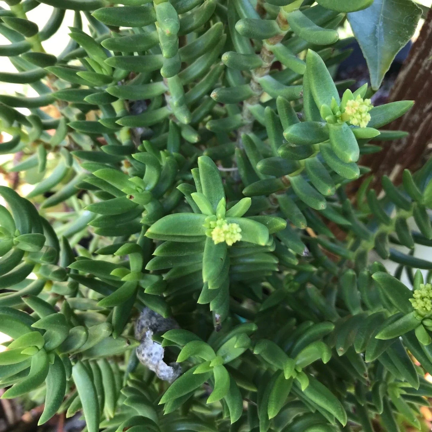 Mini Pine Tree Cuttings Succulent Bonsai 4 Pack - Indoor Gardening Pinus spp.