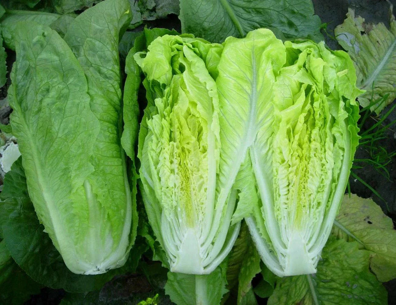 Heirloom Paris Island Cos Romaine Lettuce Seeds - 500 to 5000 Seeds - Crisp, Sweet Flavor