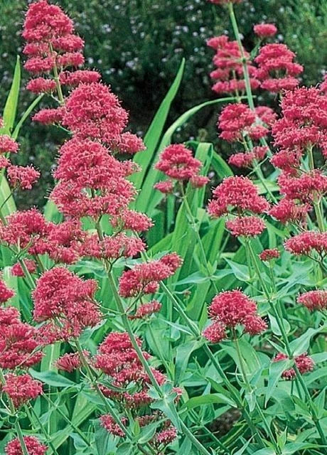 Valerian Seed Centranthus Ruber Pink Betty - 100 Perennial Flower Seeds 2025