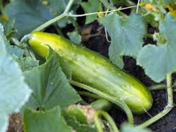 Long Green Improved Heirloom Cucumber Seeds - Non-GMO - 25+ Seeds