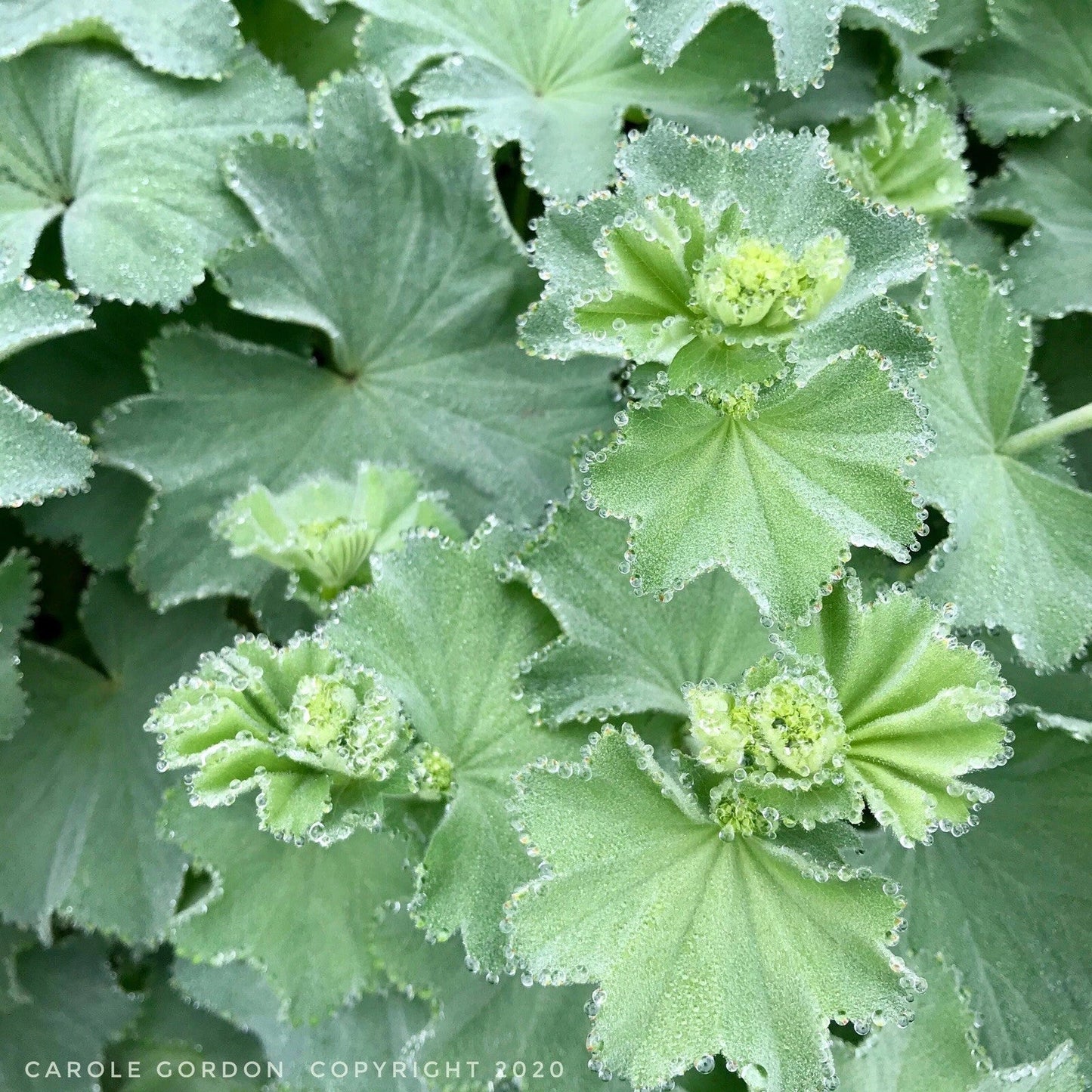 Lady's Mantle Bare Root Starter Plants - Alchemilla Mollis Perennial for Borders & Gardens - USA Grown