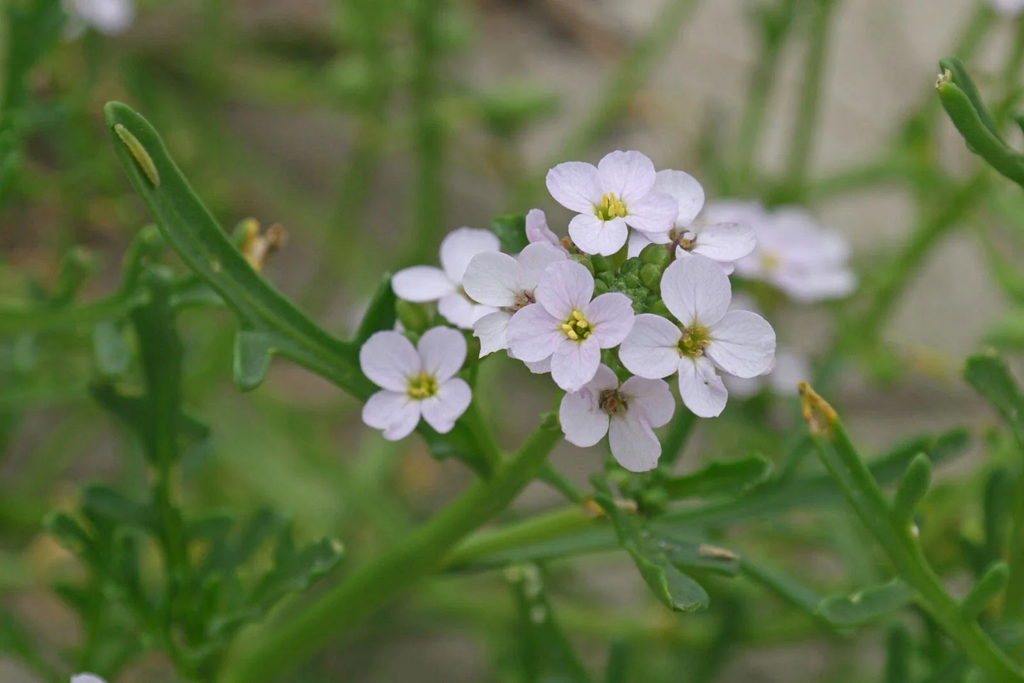 Cakile edentula Flower Seeds - 20 American Searocket Coastal Garden Planting, Drought-Tolerant, Sandy Soil, Pollinator Friendly