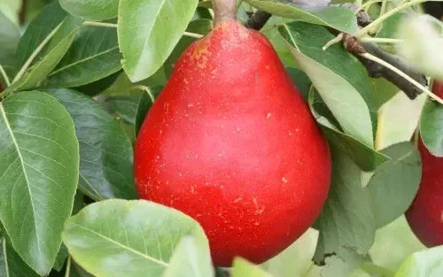Red Clapp's Favorite Pear Seeds – Pyrus communis Fruit Tree, 25+ Non-GMO Seeds for Home Garden & Orchard Planting