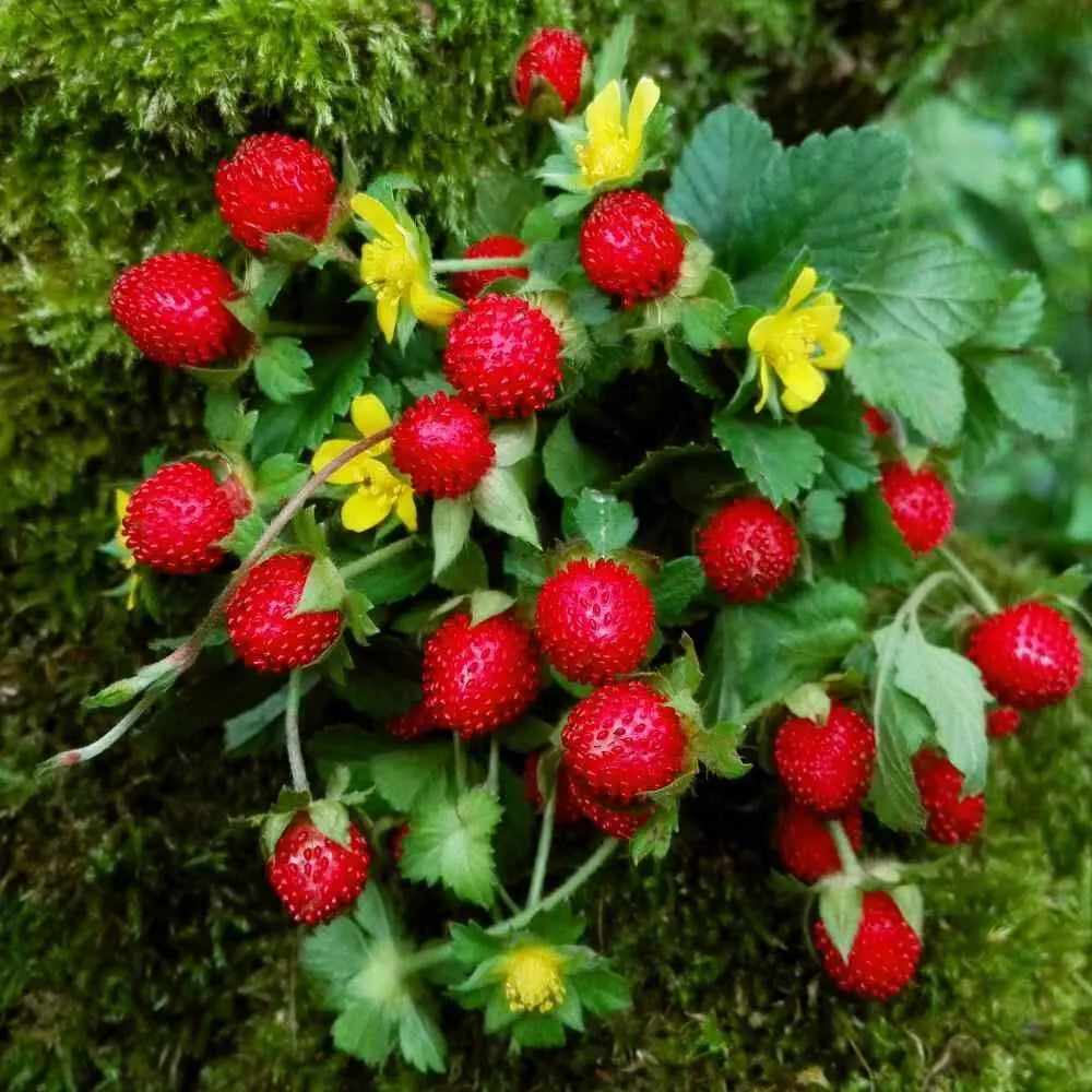 Indian Strawberry Vine Seeds - Duchesnea indica, Edible Ground Cover, Hardy Perennial, Fruit-Producing, 100 Seeds