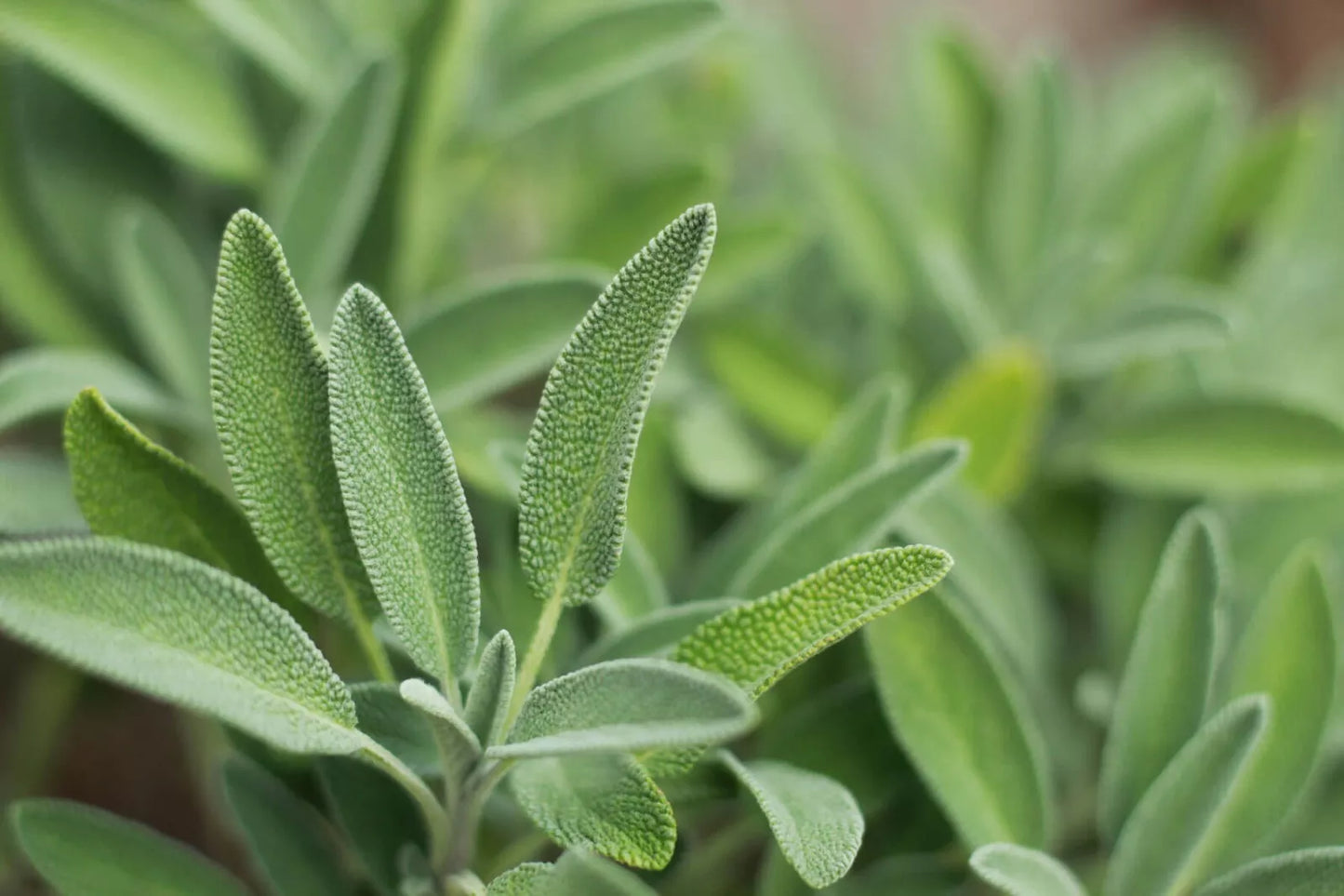 Sage Seeds - 100 Organic Heirloom Salvia officinalis Seeds for Culinary Herb Gardens
