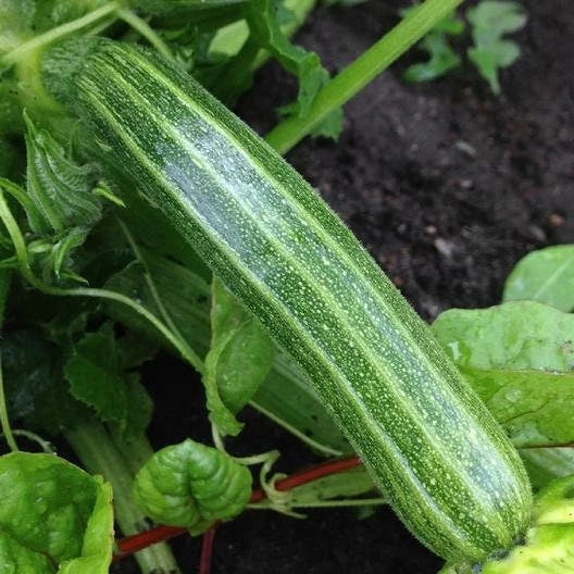 Cocozelle Zucchini Seeds - Non-GMO Italian Summer Squash - Cucurbita pepo