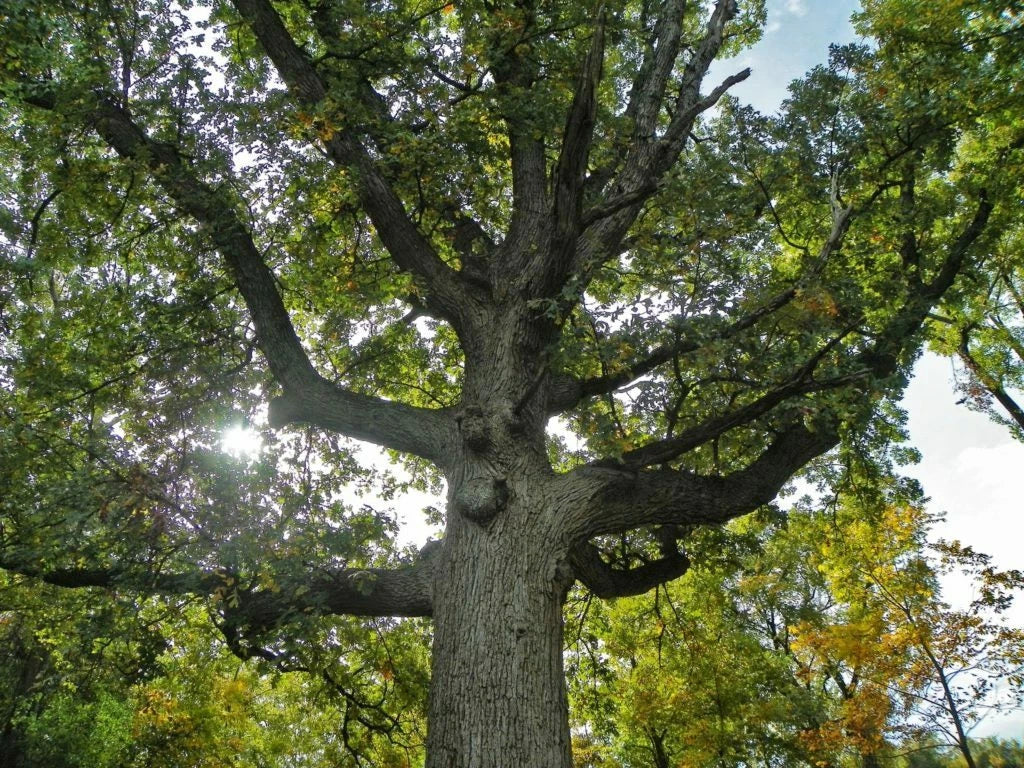 Bur Oak Tree 9-12" Container Quercus macrocarpa with Free Orange Tree