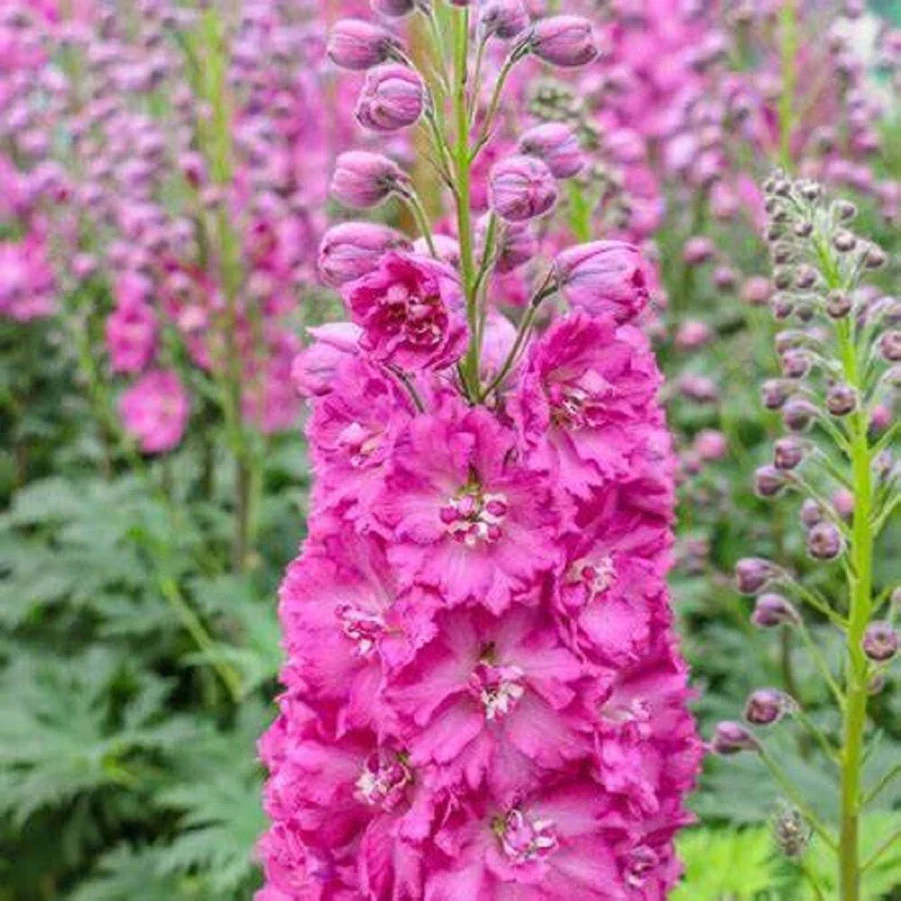 Bright Pink Delphinium Seeds - 50 Perennial Flower Seeds for Garden