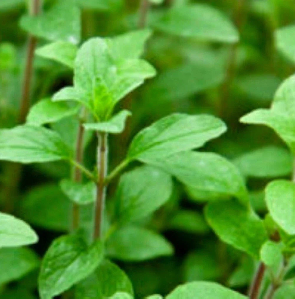Italian Oregano Seeds | NON-GMO Heirloom Origanum vulgare | Fresh Garden Seeds