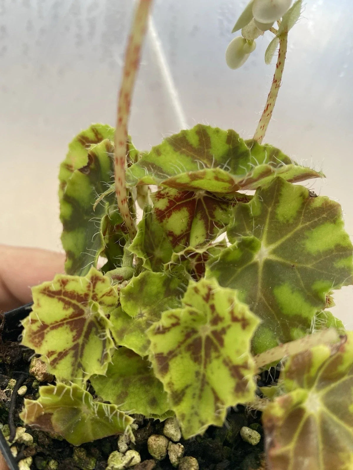 Tiger Kitten Begonia Live Houseplant in 3" Pot, Begonia Rex 'Tiger Kitten', Indoor Foliage Plant for Indirect Sunlight & Humidity