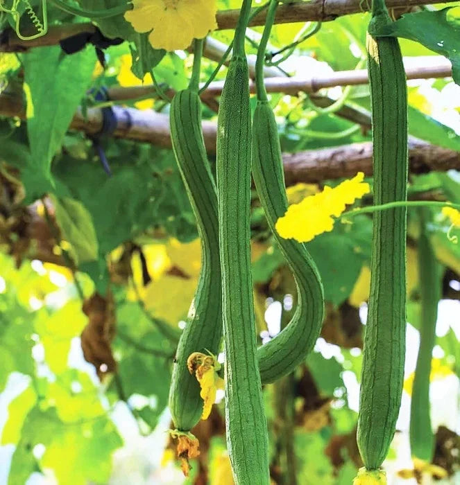 Extra Long Smooth Luffa Gourd Seeds - Luffa aegyptiaca for Natural Sponges & Gardening