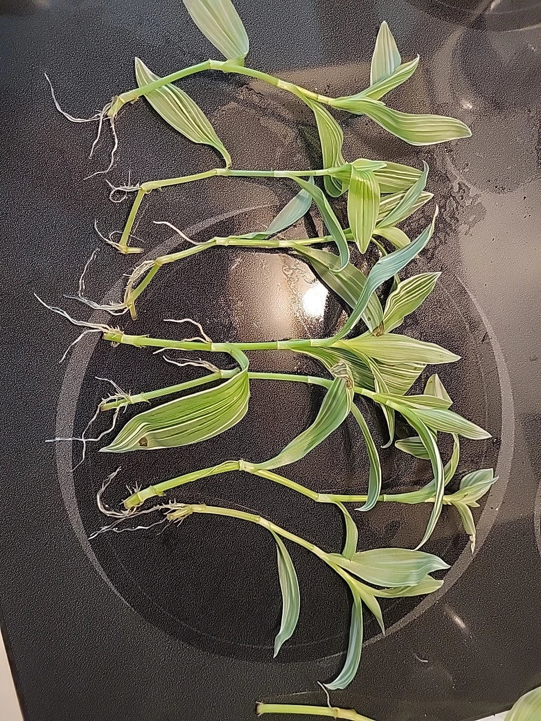 Tradescantia Albiflora Cuttings - 7 Pieces Wandering Jew Plant - Easy Care Indoor & Outdoor Houseplant