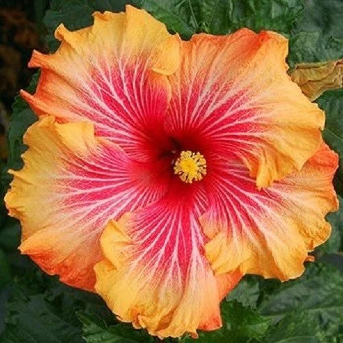 Hibiscus Seeds Pack - Red, Yellow, Orange Perennial Flowers - Hibiscus rosa-sinensis, Vibrant Garden Blooms, Easy to Grow