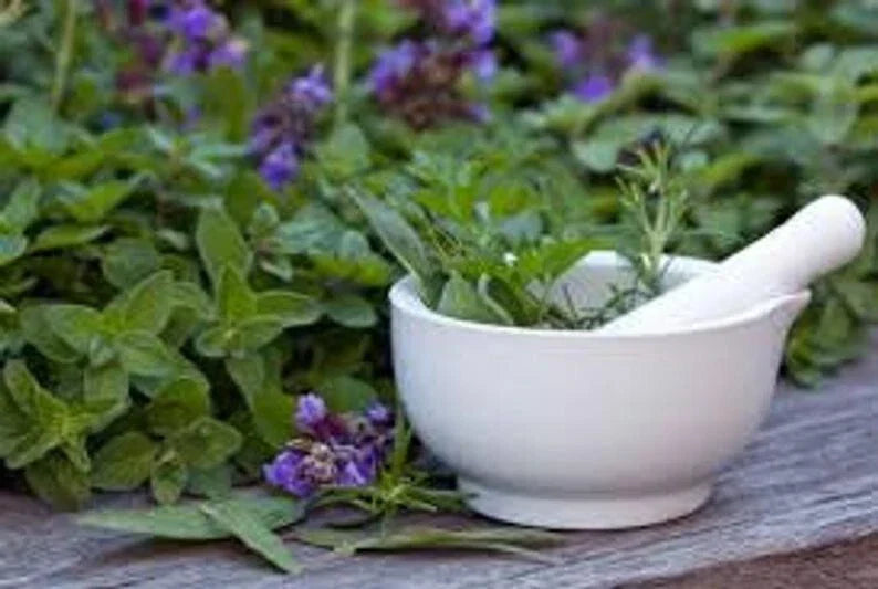 Medicinal Seed Set #2 - 12 Organic Herb Seeds for Home Gardening