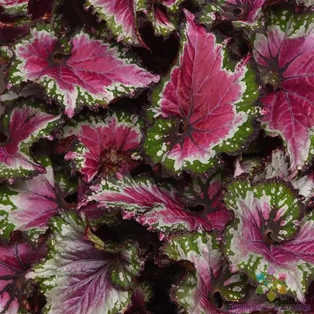 Jurassic Jr Berry Swirl Rex Begonia Seeds – 25+ Non-GMO Seeds for Indoor & Outdoor Gardening, Vibrant Foliage, Begonia rex