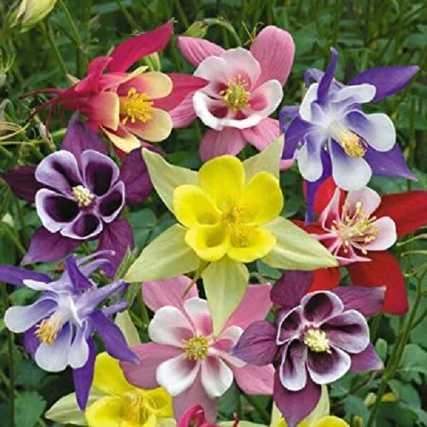 Giant Mix Columbine Seeds - 50 Perennial Aquilegia Flower Seeds - US Seller