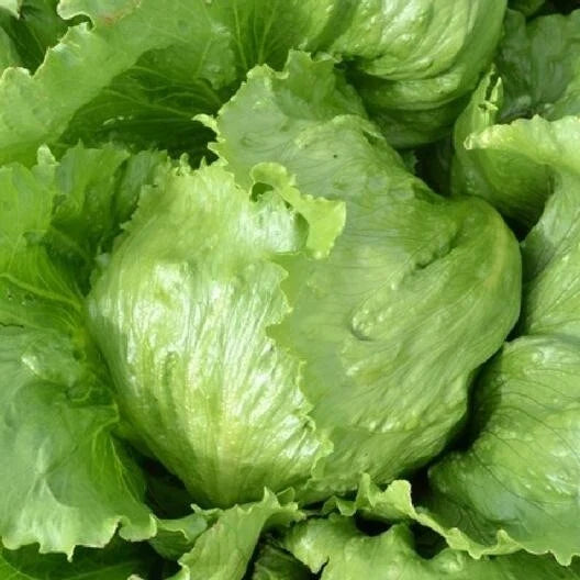 Iceberg Lettuce Seeds - 100 Pack, Organic, Non-GMO, Pesticide-Free Lactuca sativa, Compact Head-Forming, for Home Gardens