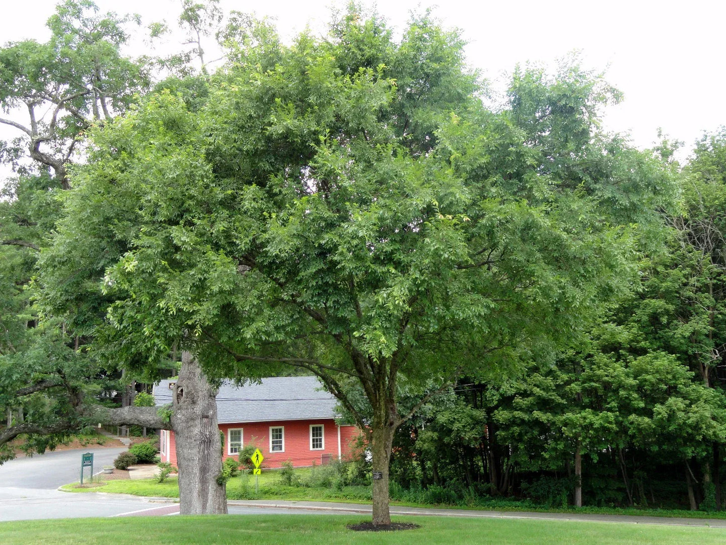 Chinese Elm Tree Seeds 50 Count Ulmus parvifolia for Bonsai and Landscaping