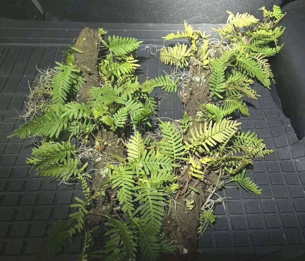 Resurrection Fern Live Plant Terrarium Set on 12" Stick, Pleopeltis polypodioides, Epiphytic Green Fern for Indoor Decor