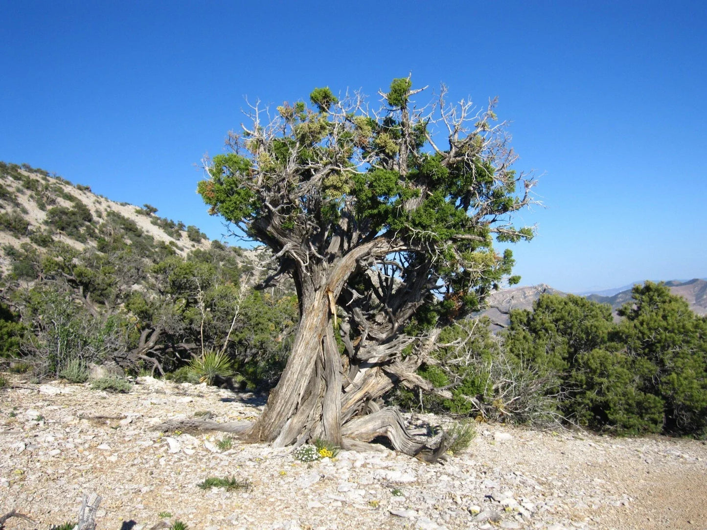 Utah Juniper Seeds - 10 Pack, Drought-Tolerant Evergreen Shrubs for Xeriscaping & Landscaping, Juniperus osteosperma